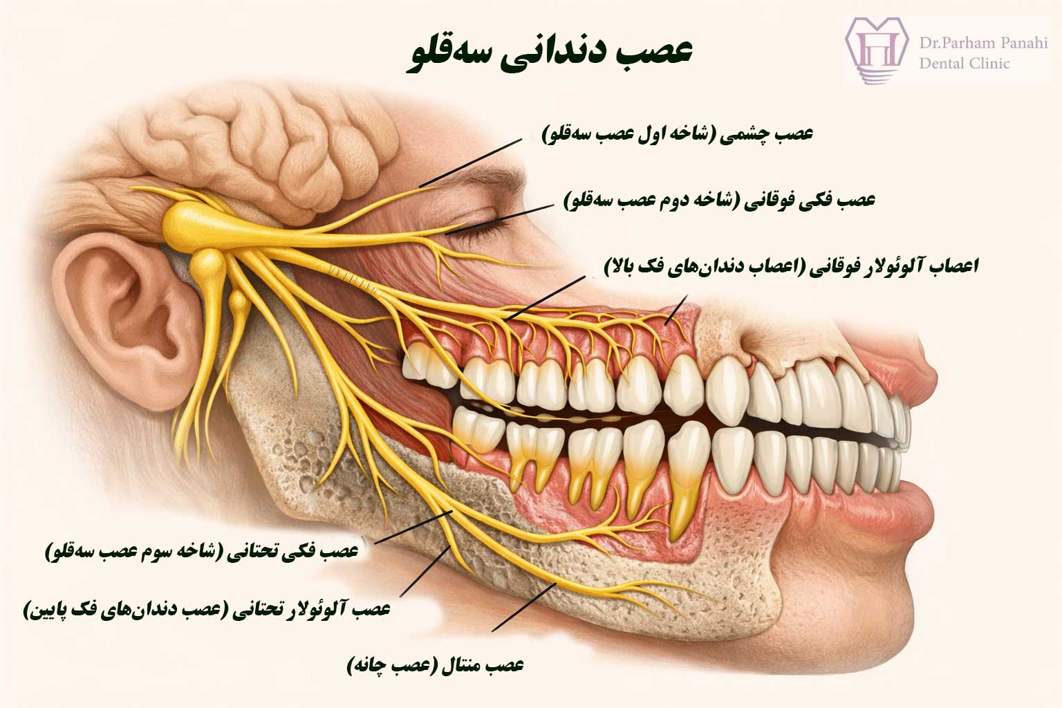 عصب سه قلو دندان